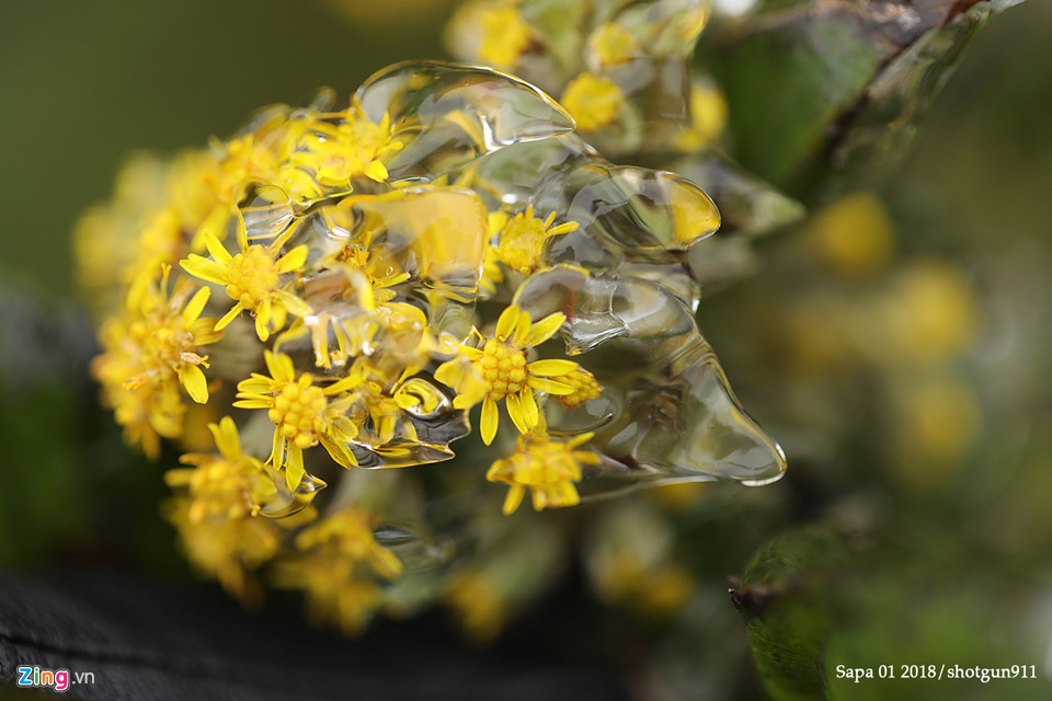 Hình ảnh macro tuyệt đẹp về băng giá Sa Pa